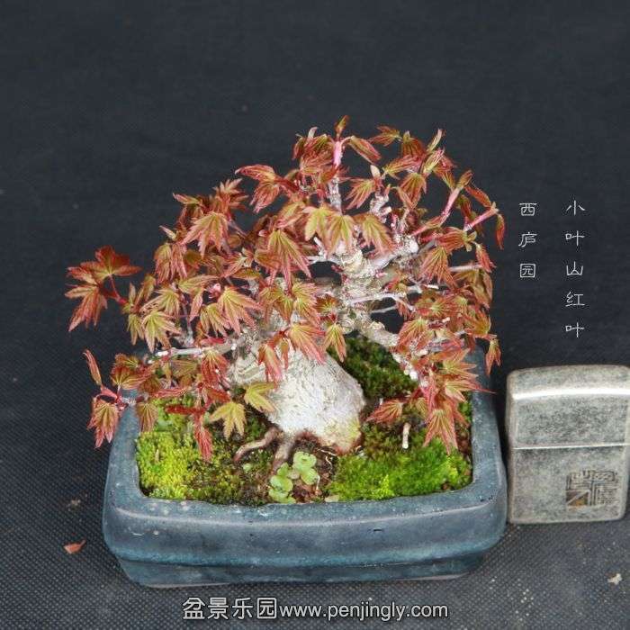 bonsai15031828.jpg