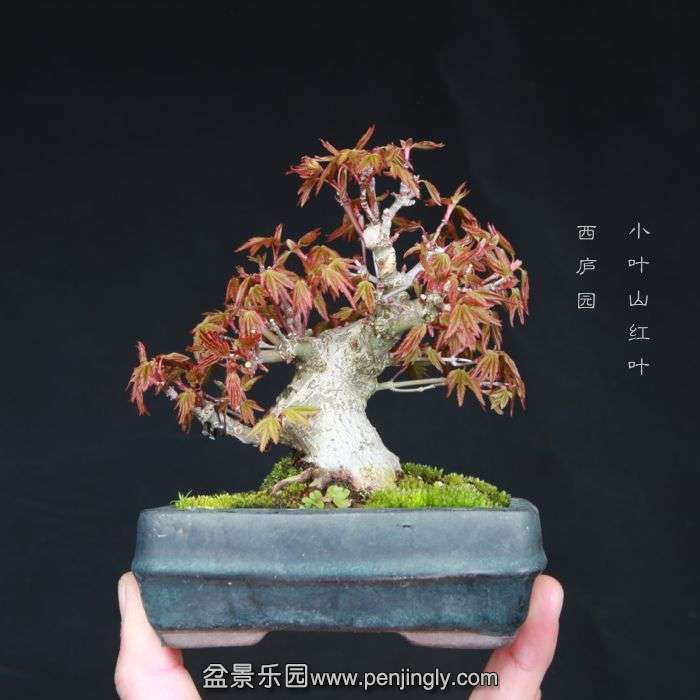 bonsai15031830.jpg