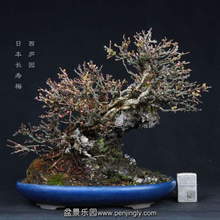 bonsai15031201.jpg