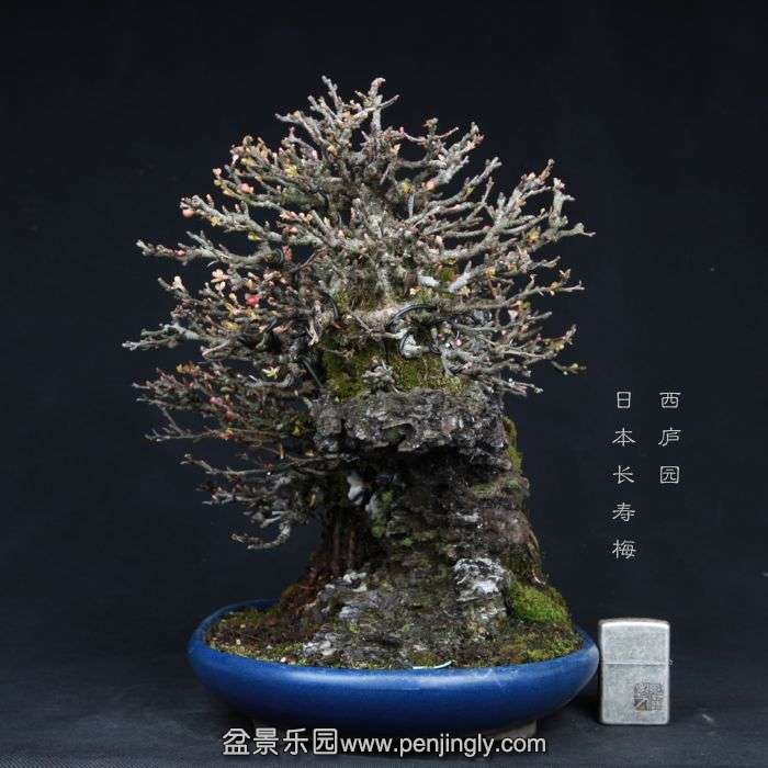 bonsai15031205.jpg