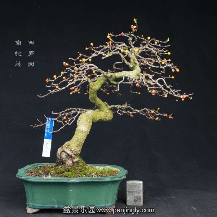 bonsai15031211.jpg