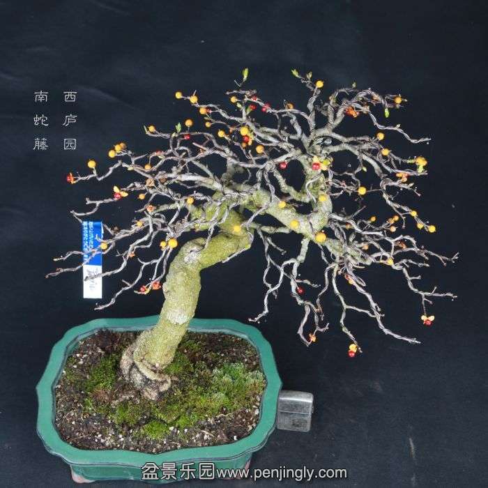 bonsai15031212.jpg