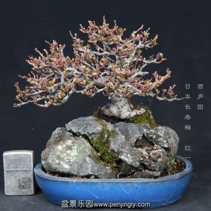 bonsai15031218.jpg