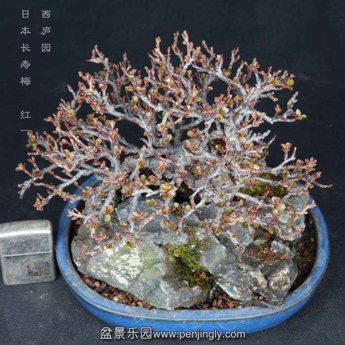 bonsai15031219.jpg