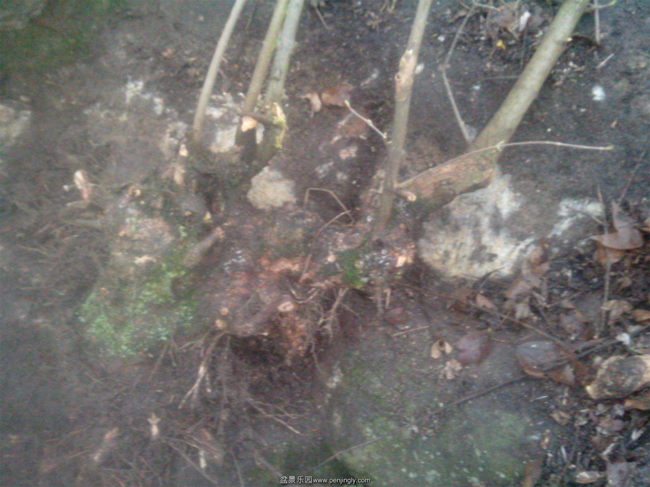 IMG20150318004.jpg
