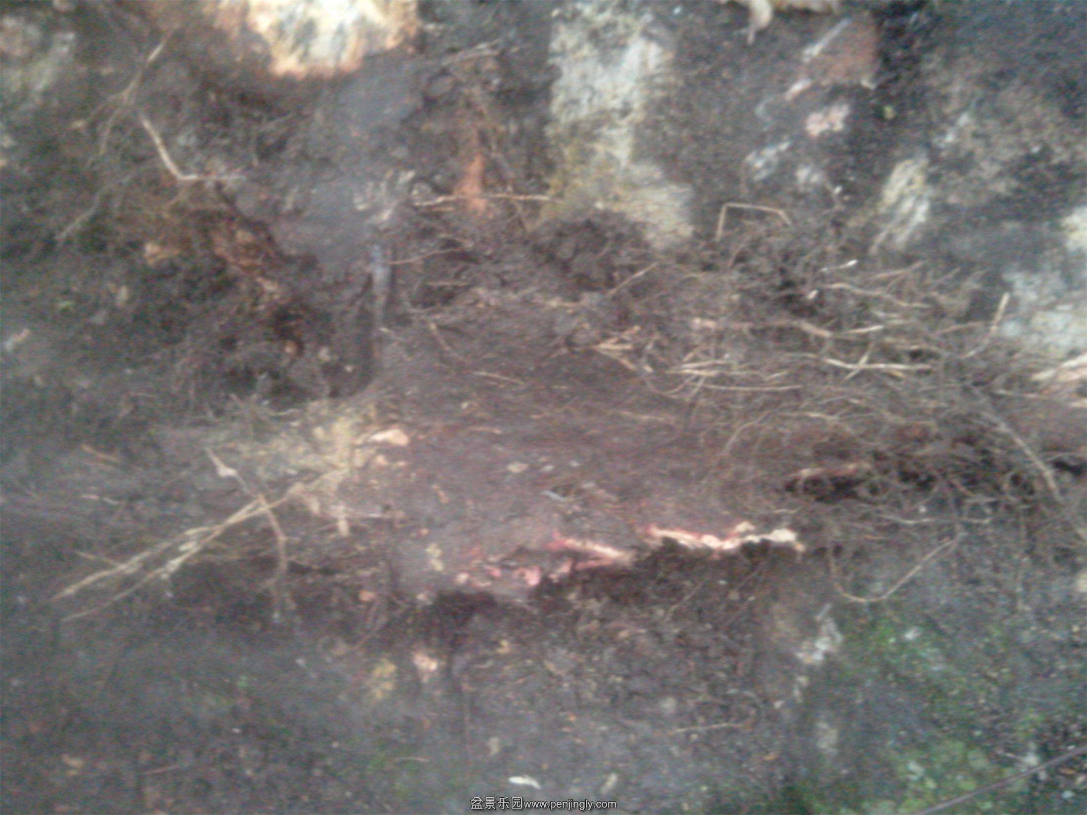 IMG20150318005.jpg