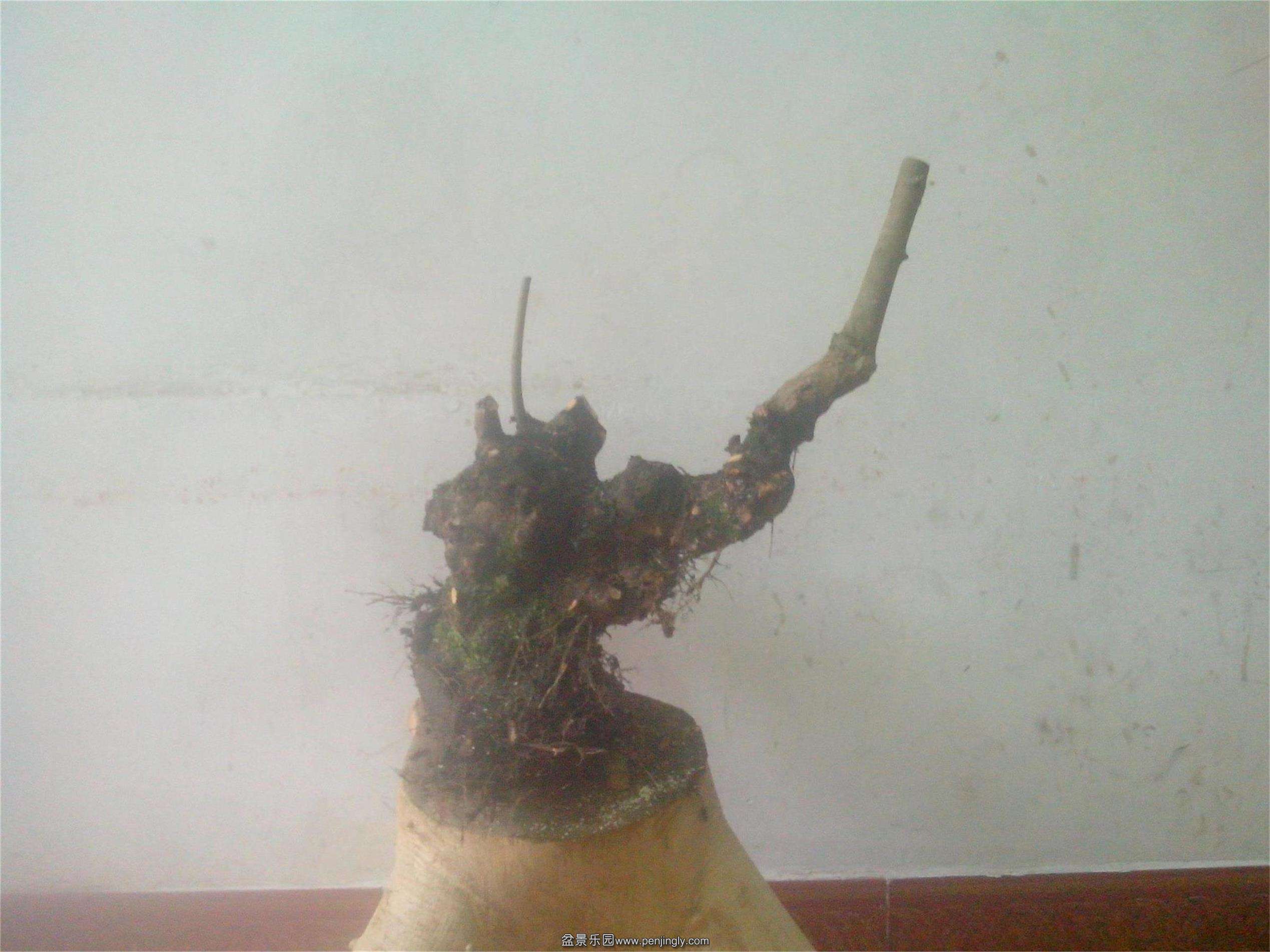 IMG20150318015.jpg