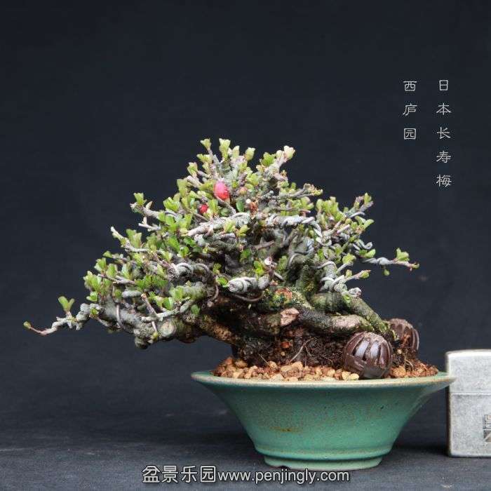 bonsai15031902.jpg