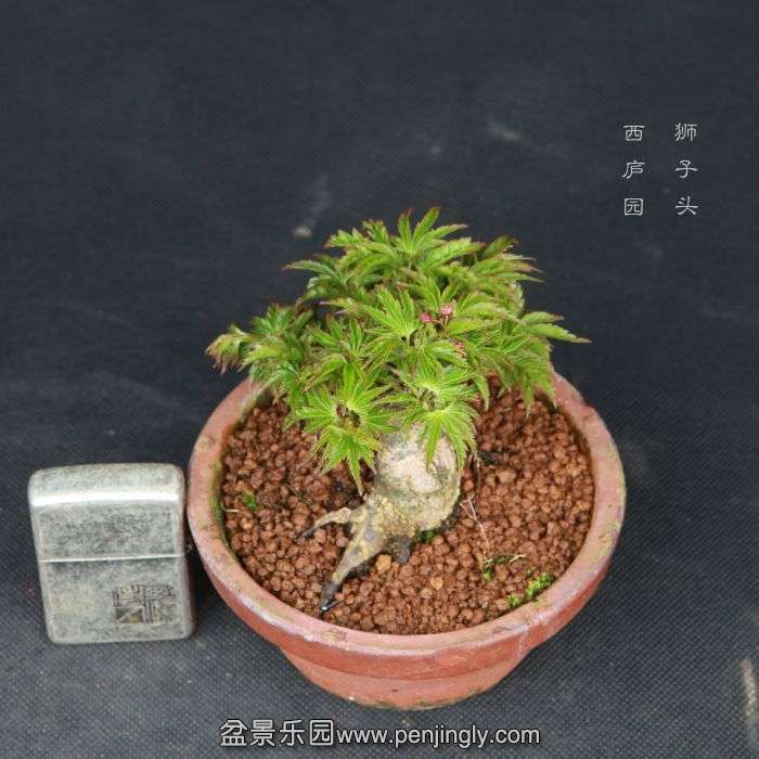 bonsai15031907.jpg