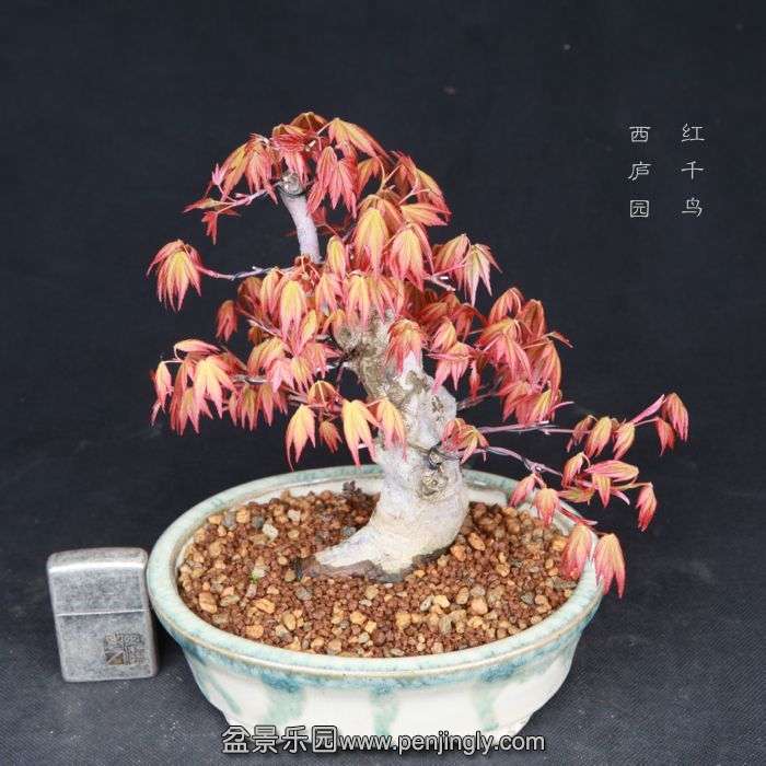 bonsai15031912.jpg