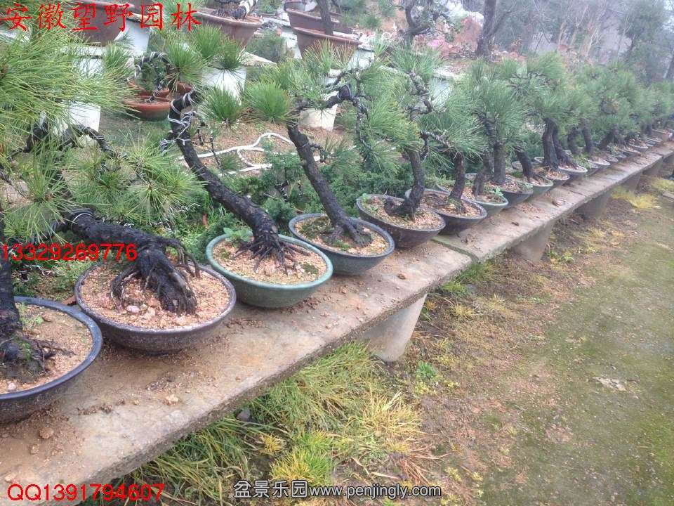 9E5305716E6C09E59364C974E75555A2.jpg