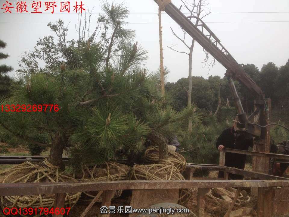 ABC62670946E4F459E8B353E5AADFB64.jpg