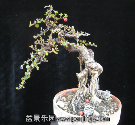 QQͼƬ20150320202832.png