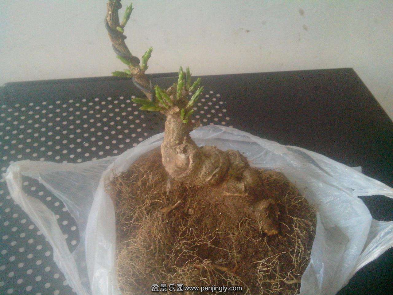 IMG20150326002.jpg