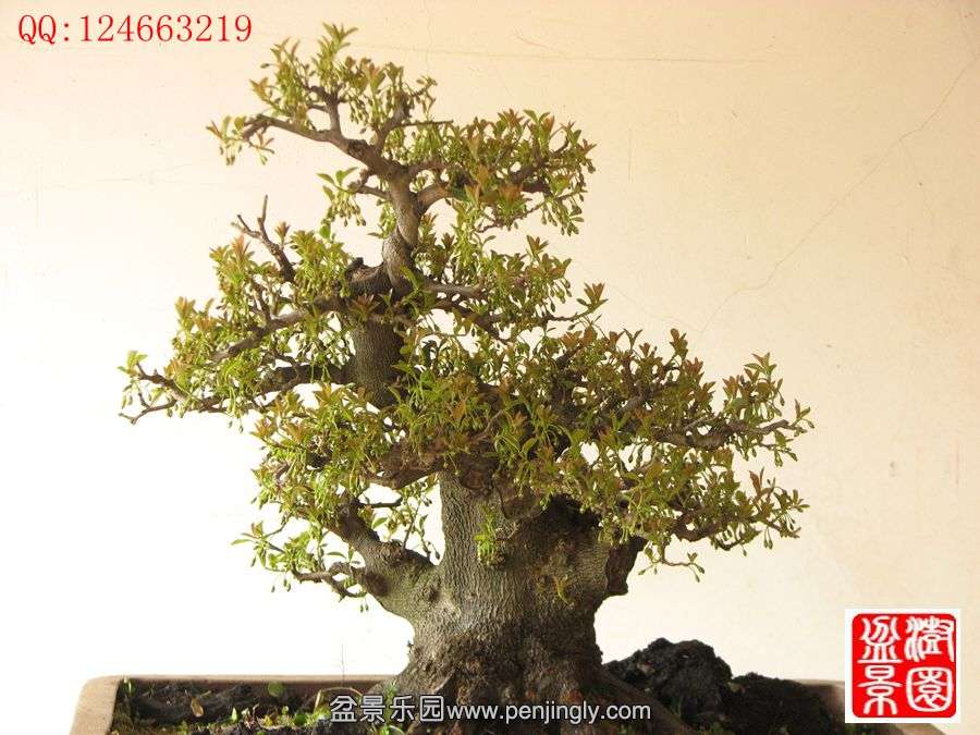 IMG_0217_副本_副本.jpg