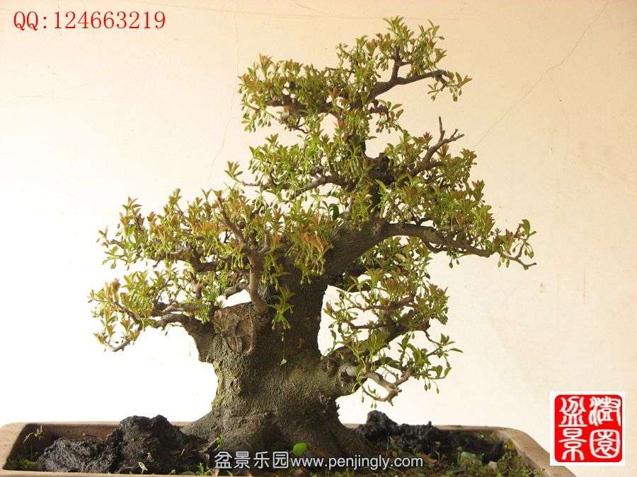 IMG_0219_副本_副本.jpg