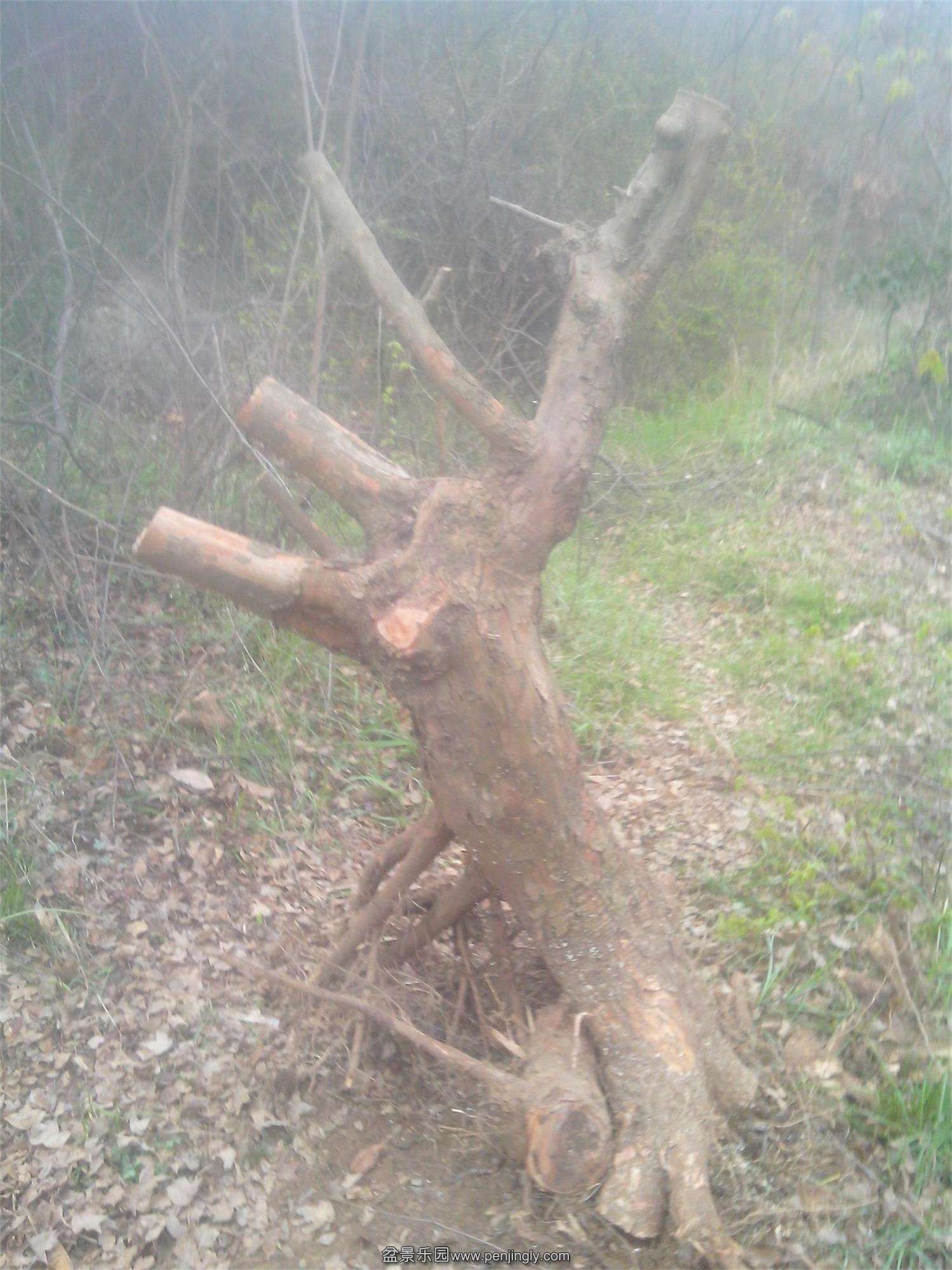IMG20150326004.jpg