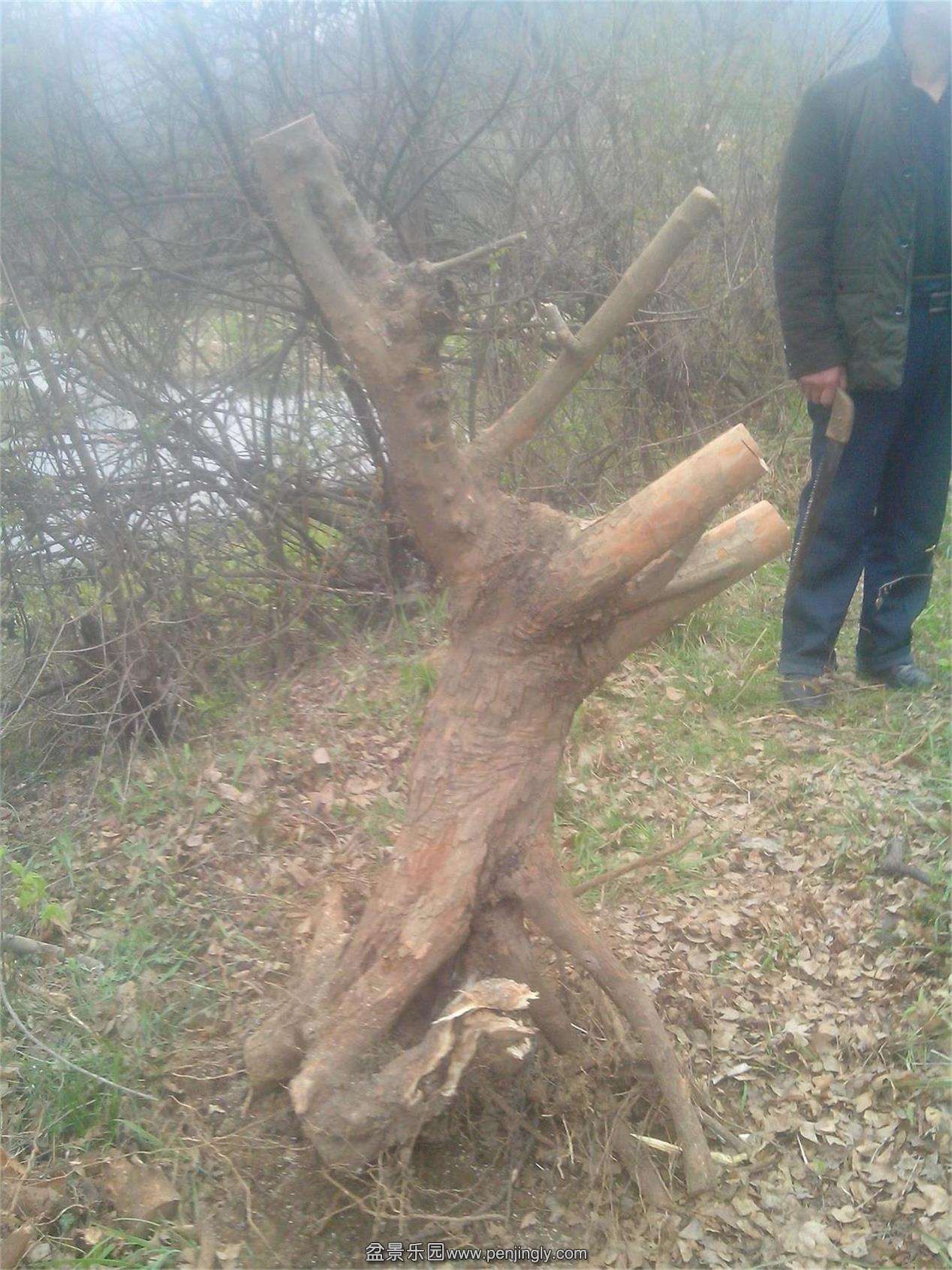 IMG20150326006.jpg