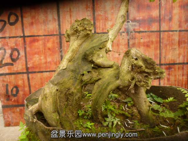 2号檵木60包邮