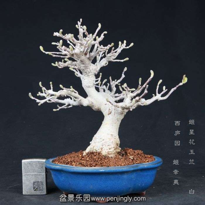 bonsai15032903.jpg