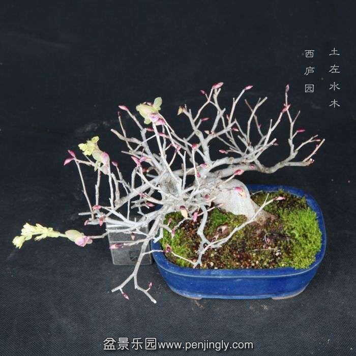 bonsai15032911.jpg