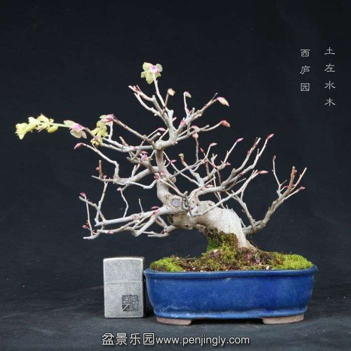 bonsai15032910.jpg