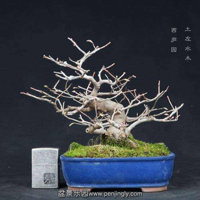 bonsai15032913.jpg