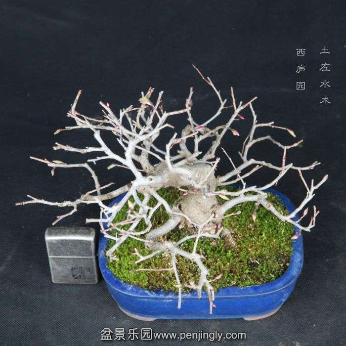 bonsai15032914.jpg