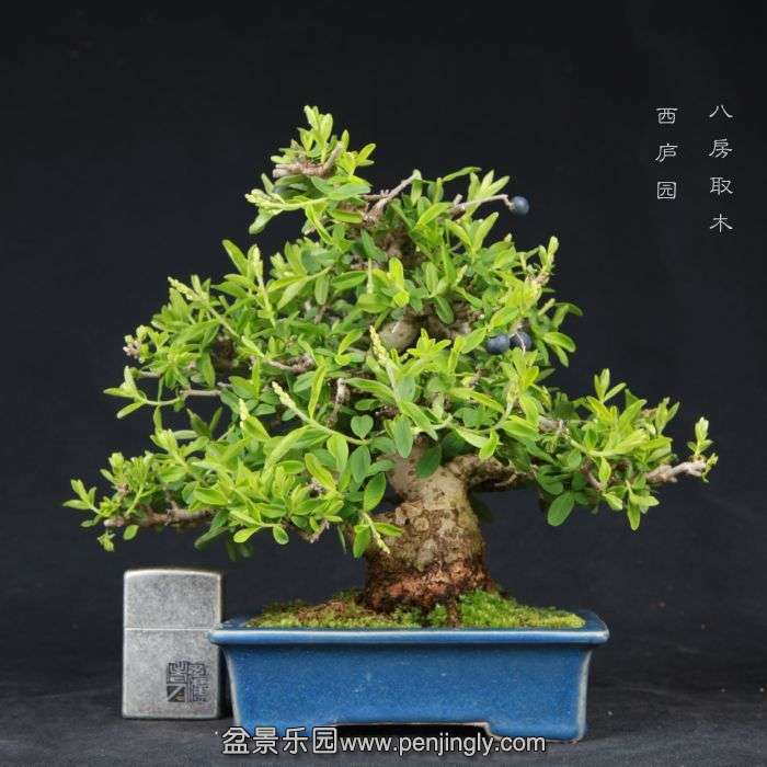 bonsai15032915.jpg