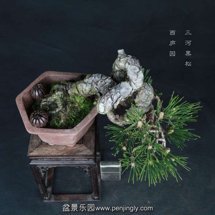 bonsai15033102.jpg