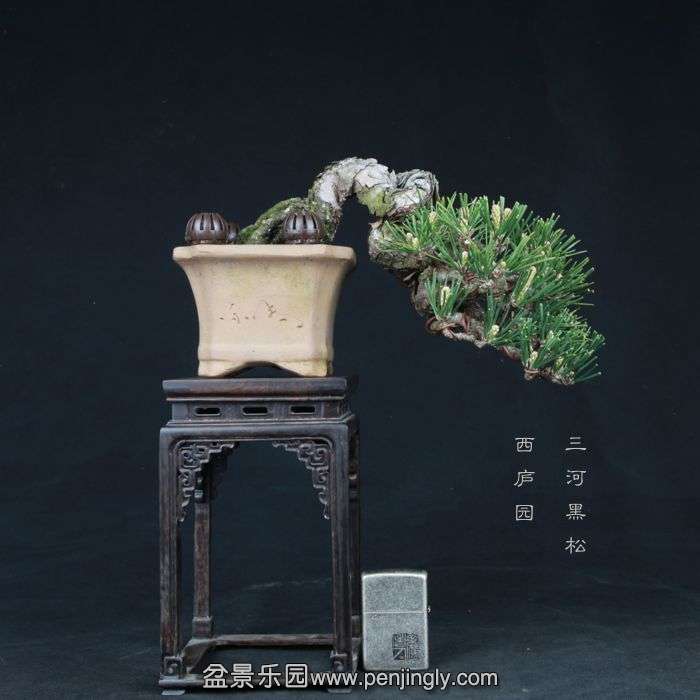 bonsai15033104.jpg