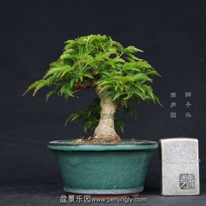 bonsai15033111.jpg