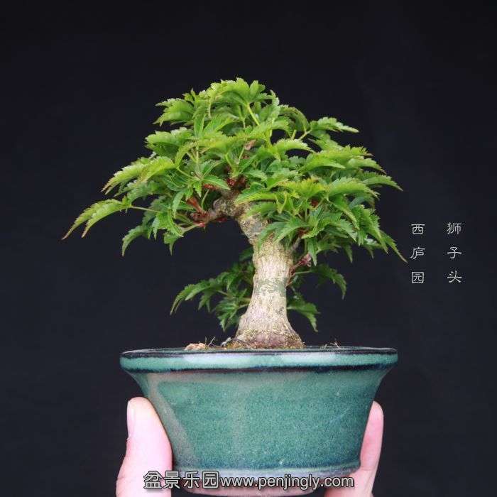 bonsai15033113.jpg