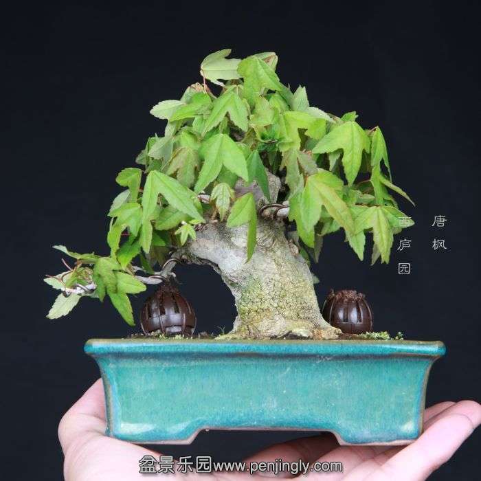 bonsai15033116.jpg