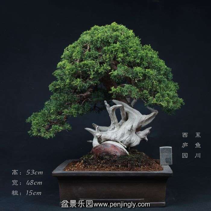 bonsai1504011.jpg