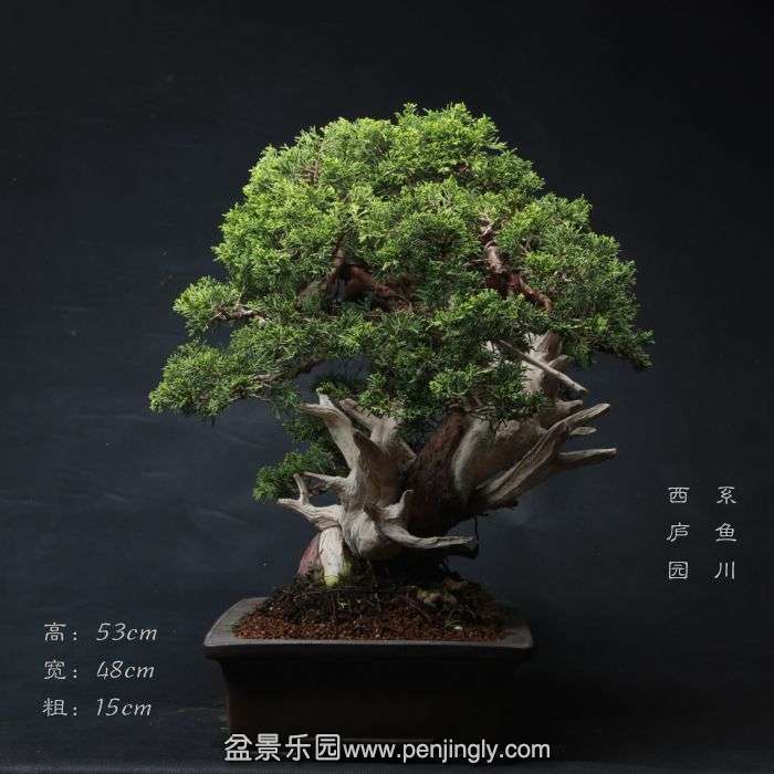 bonsai1504015.jpg