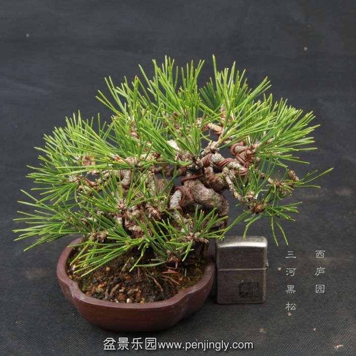 bonsai15040302.jpg