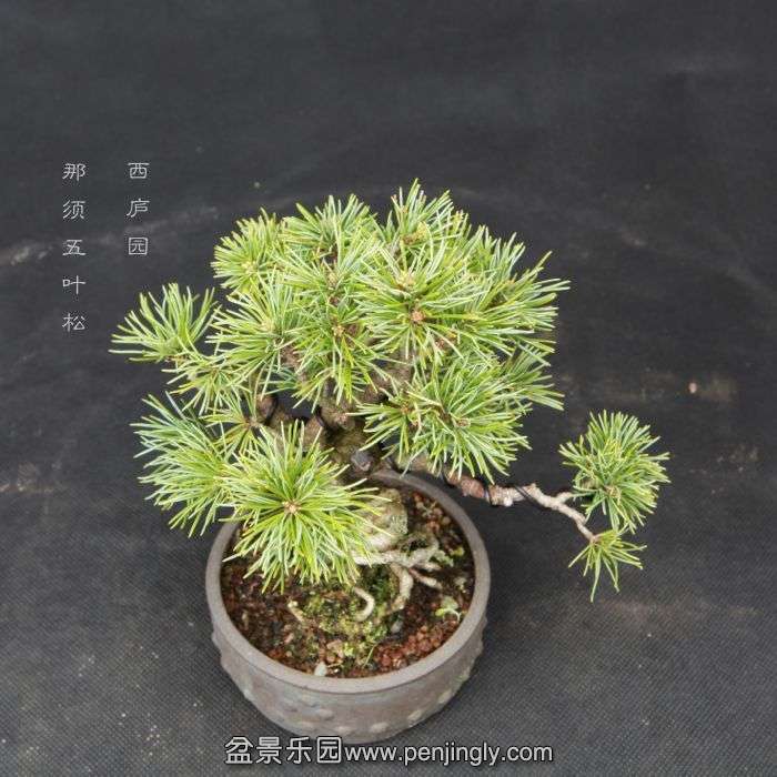 bonsai15040309.jpg