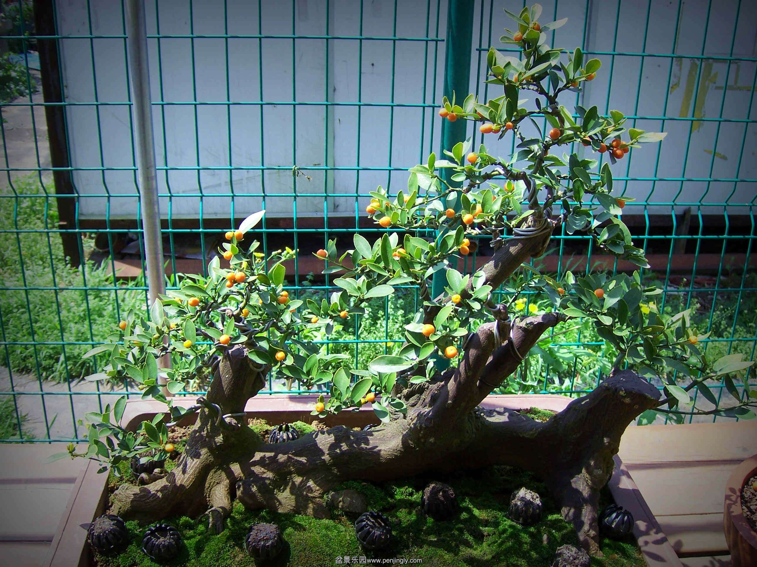 100_2749[1]_.jpg