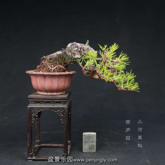 bonsai1504091.jpg