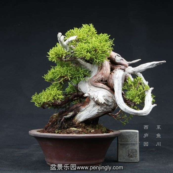 bonsai1504096.jpg