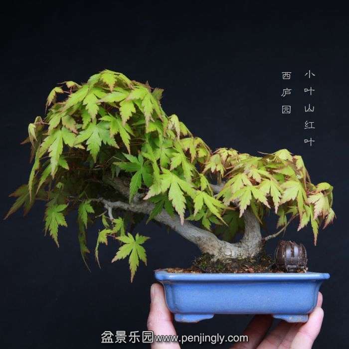 bonsai15041004.jpg