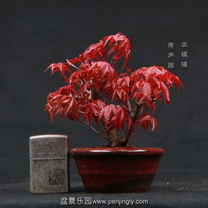 bonsai15041012.jpg