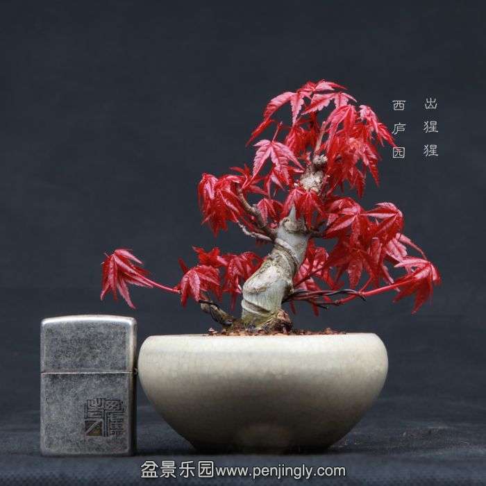 bonsai15041014.jpg