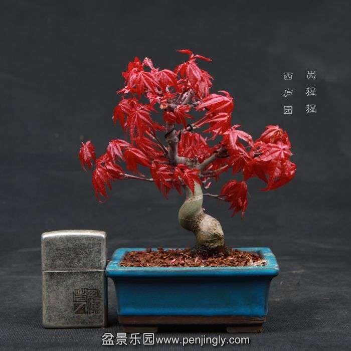 bonsai15041016.jpg