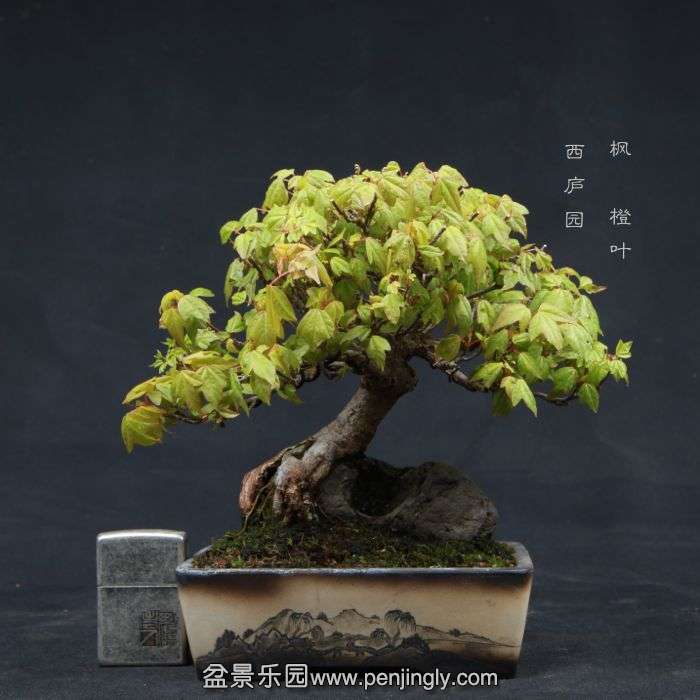 bonsai15041018.jpg