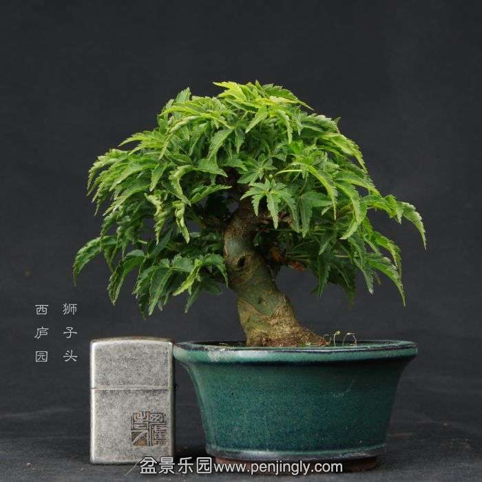 bonsai150410B01.jpg