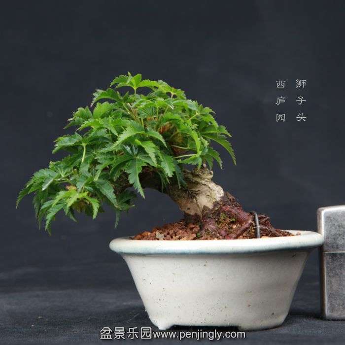 bonsai150410B03.jpg