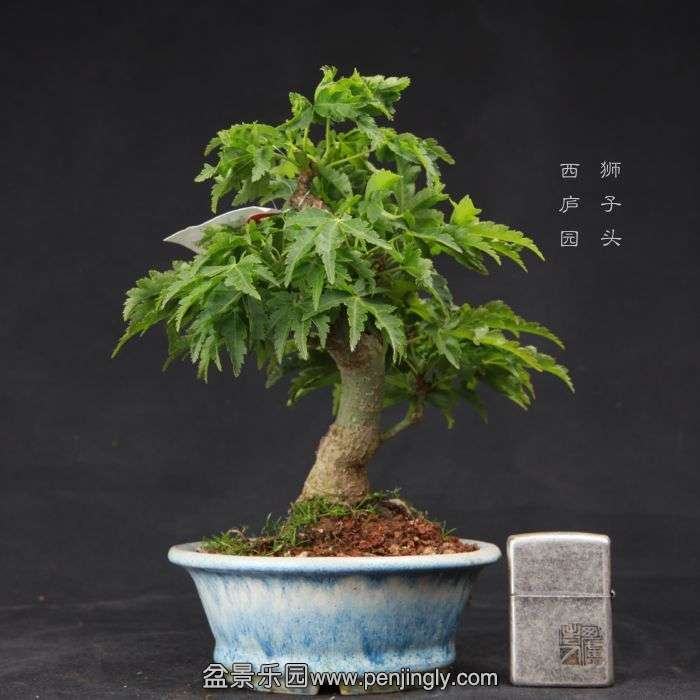 bonsai150410B05.jpg