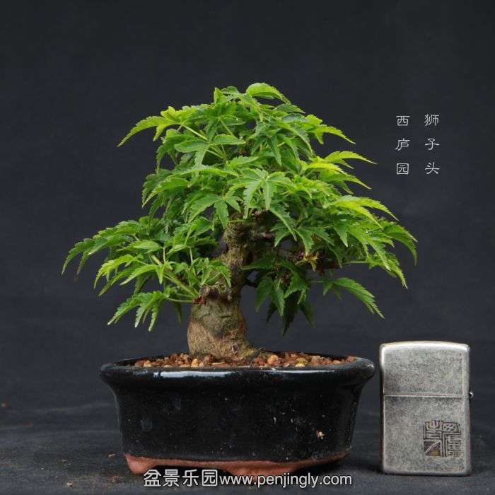 bonsai150410B07.jpg